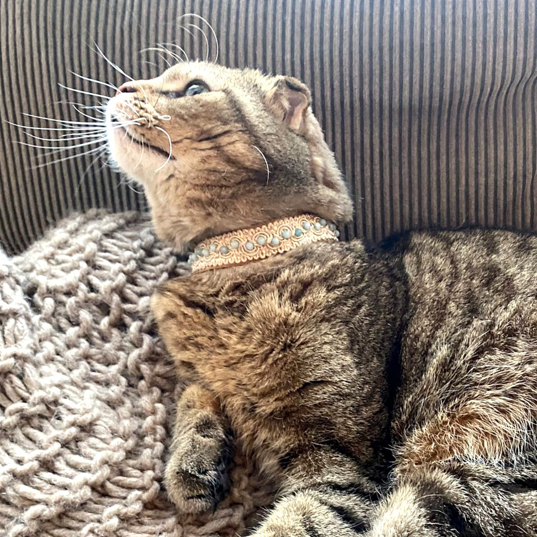 Koiran tai kissan korupanta