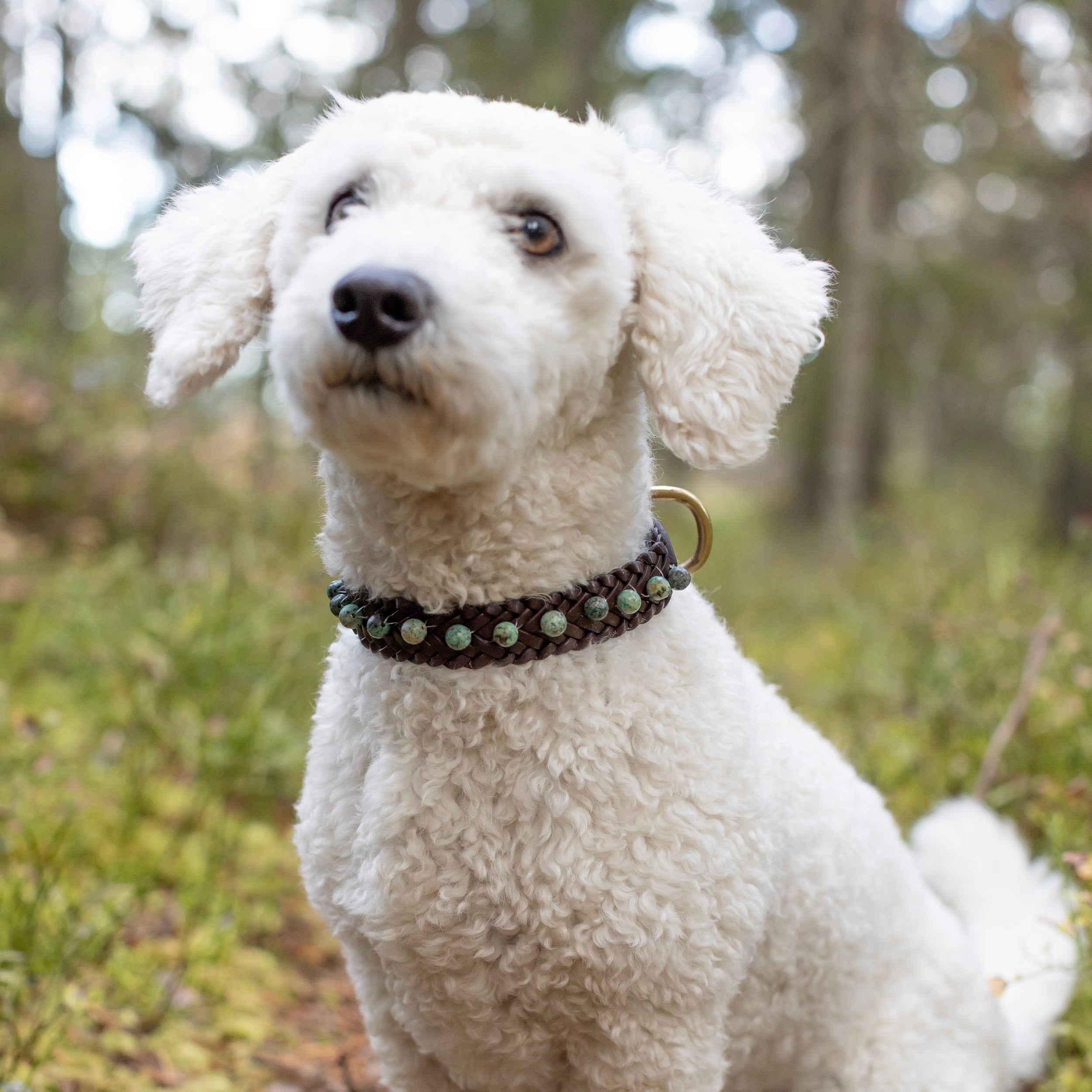 Koiran nahkapanta turkoosi kivillä