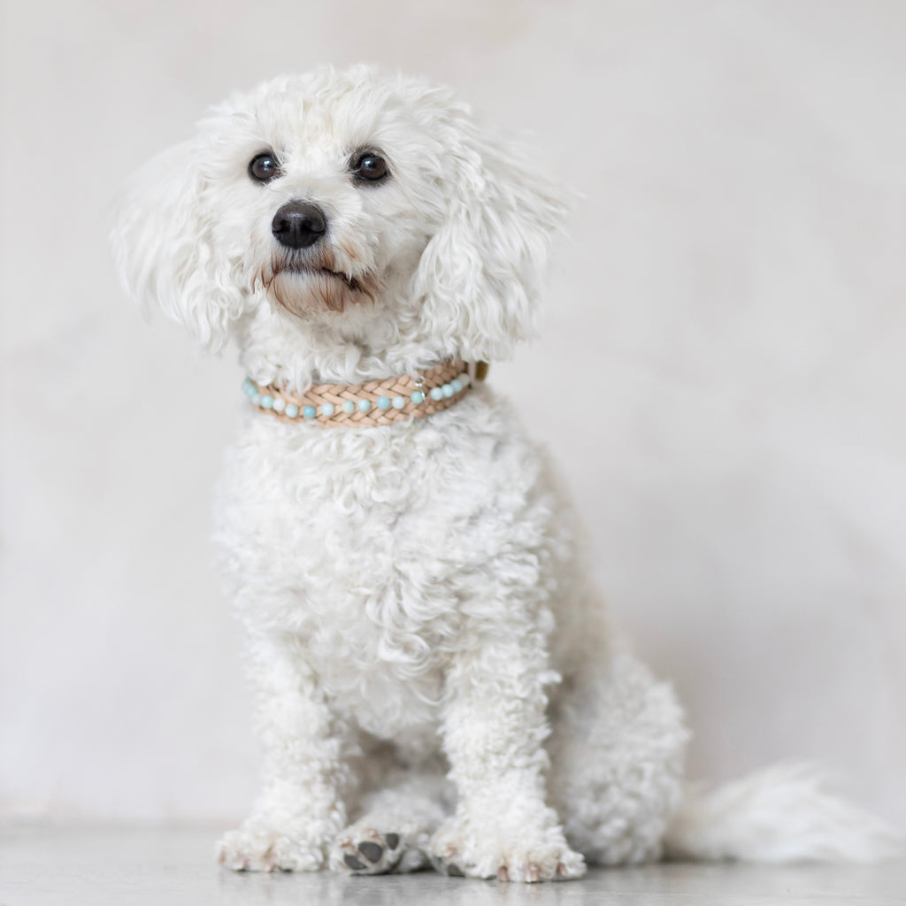 Nahkapanta amatsoniitti kivillä - Uli Design