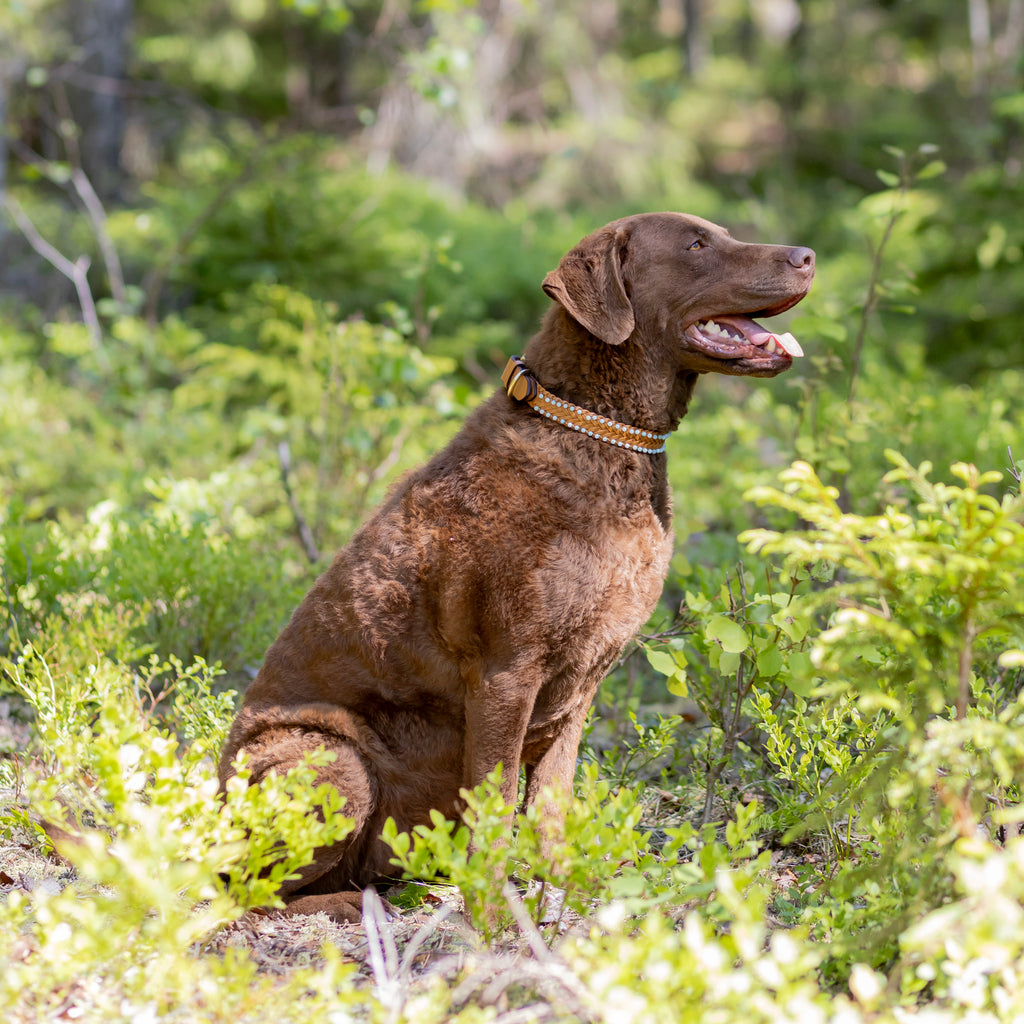 Nahkapanta amatsoniitti kivillä - Uli Design