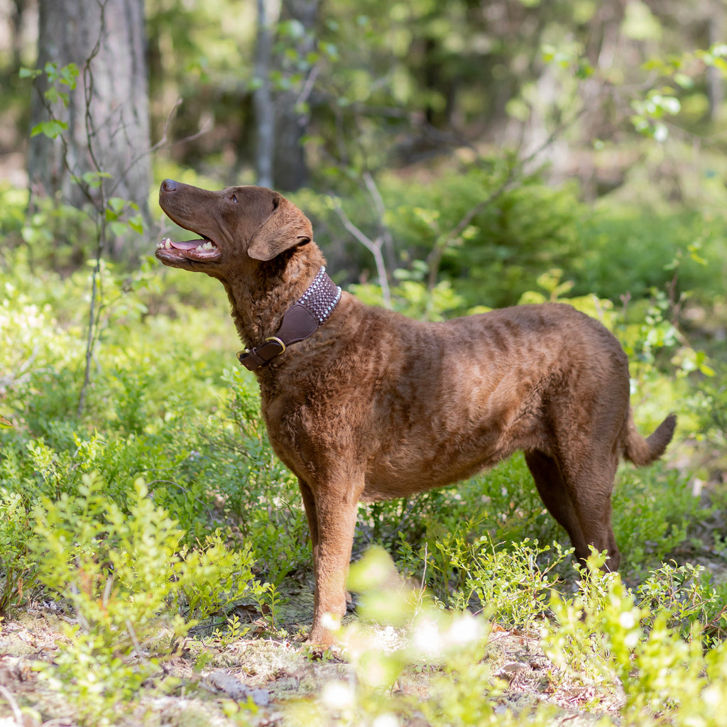 Leveä nahkapanta amatsoniitti kivillä - Uli Design
