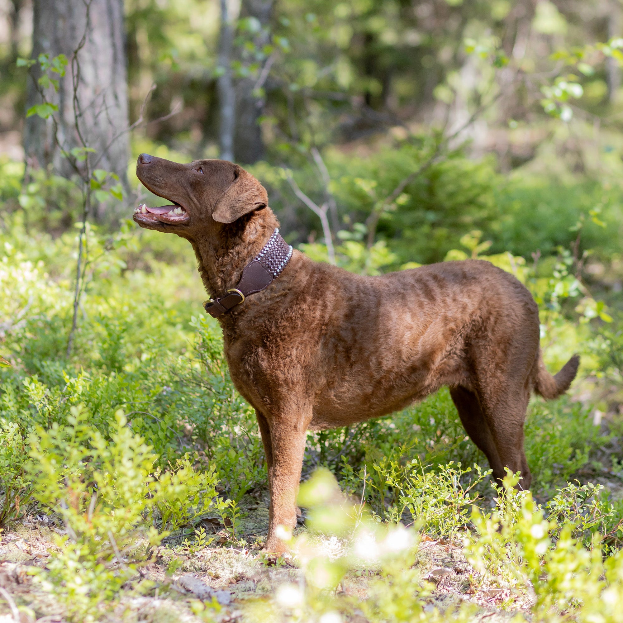 Leveä nahkapanta amatsoniitti kivillä - Uli Design