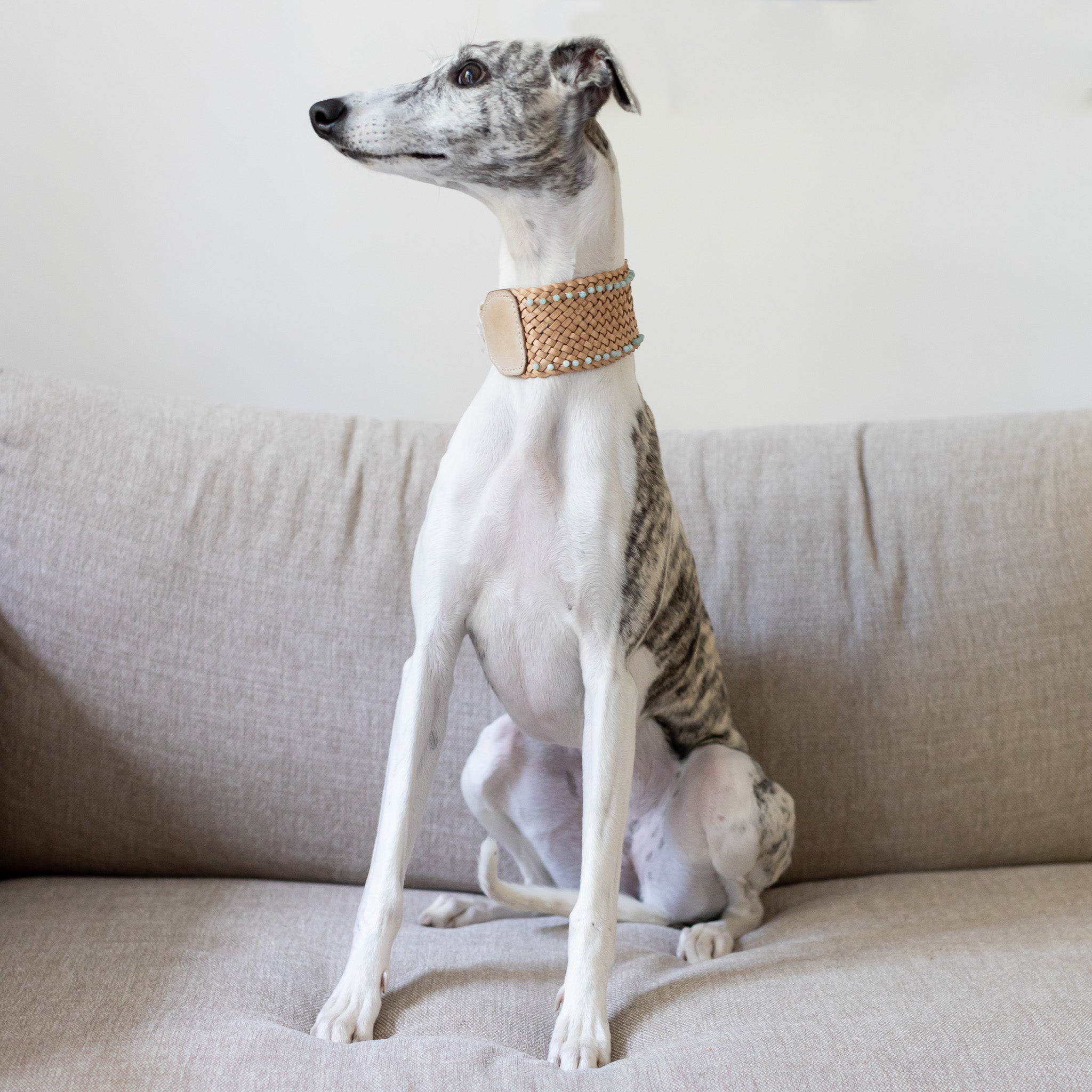 Nahkapanta amatsoniitillä