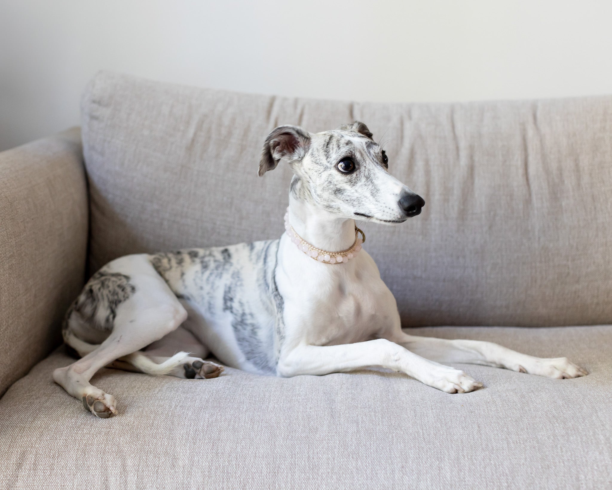 Ruusukvartsi korupanta