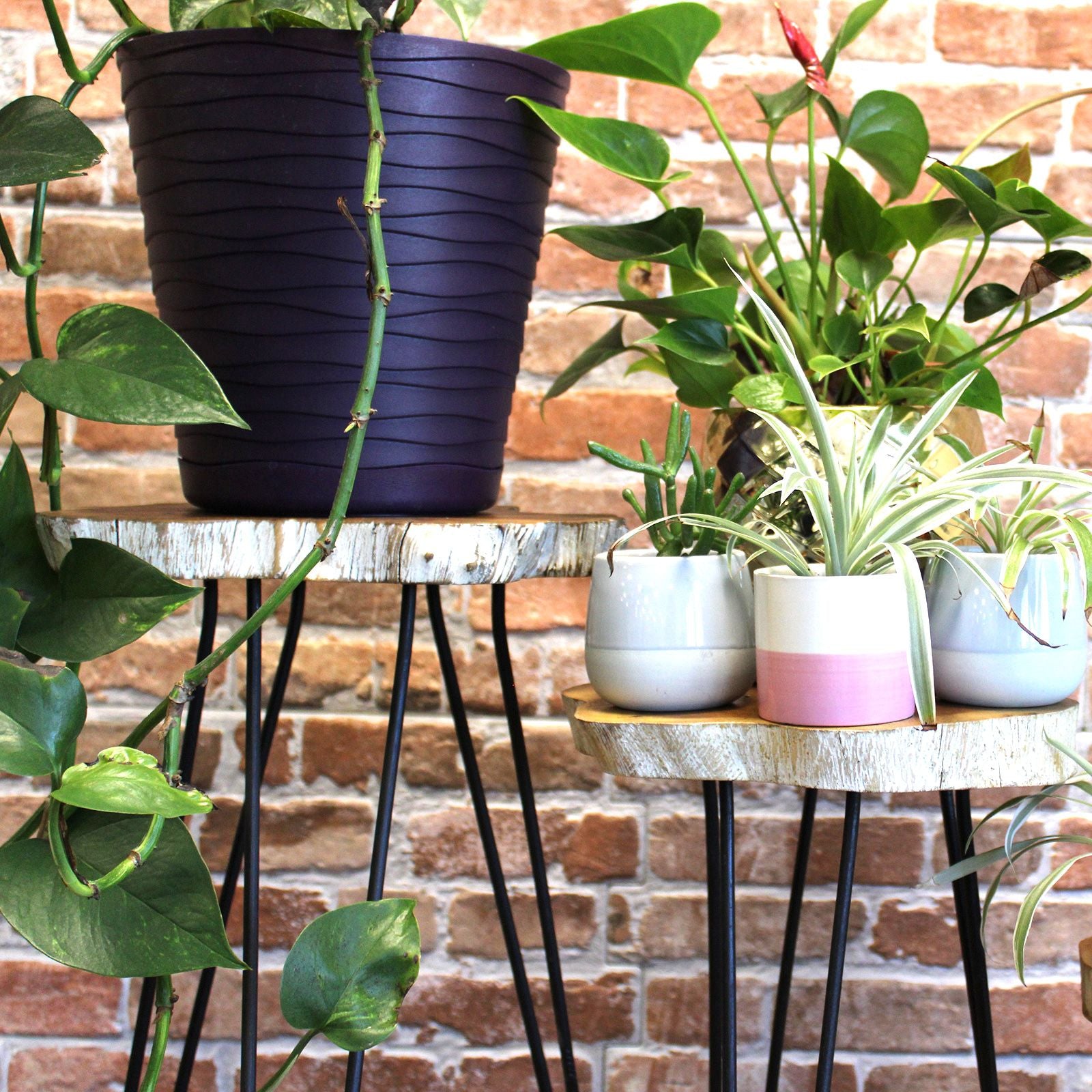 Trooppisesta puusta valmistetut kukkatelineet  3 kappaleen setti  - valkomaalatut